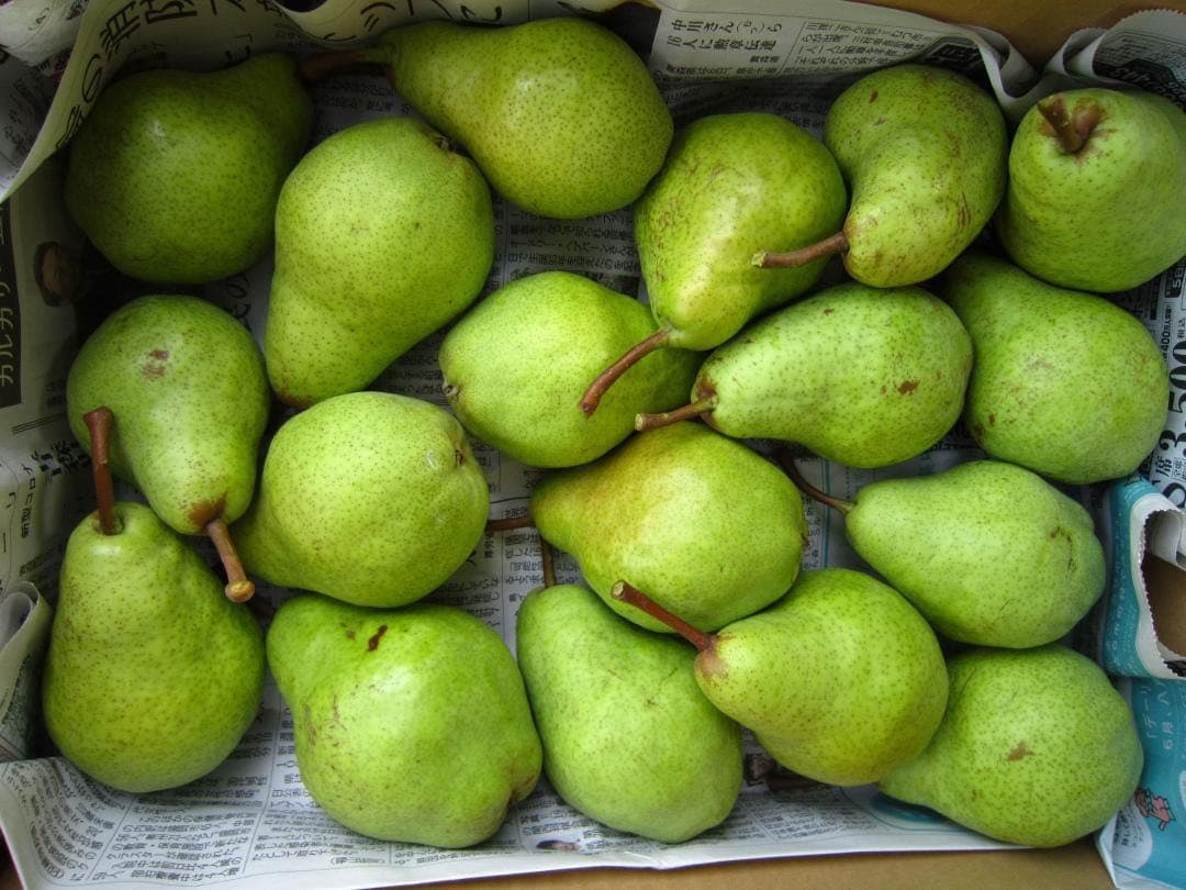 青森県 南部地方産 硬い洋梨(バートレット)中玉サイズ総重量 約24㎏農園直送①