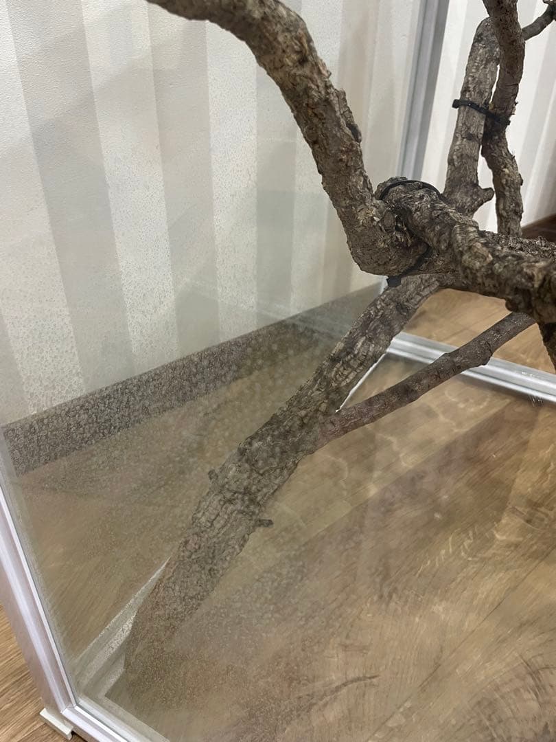 カメレオン　爬虫類　飼育ケージ　ガラスケージ