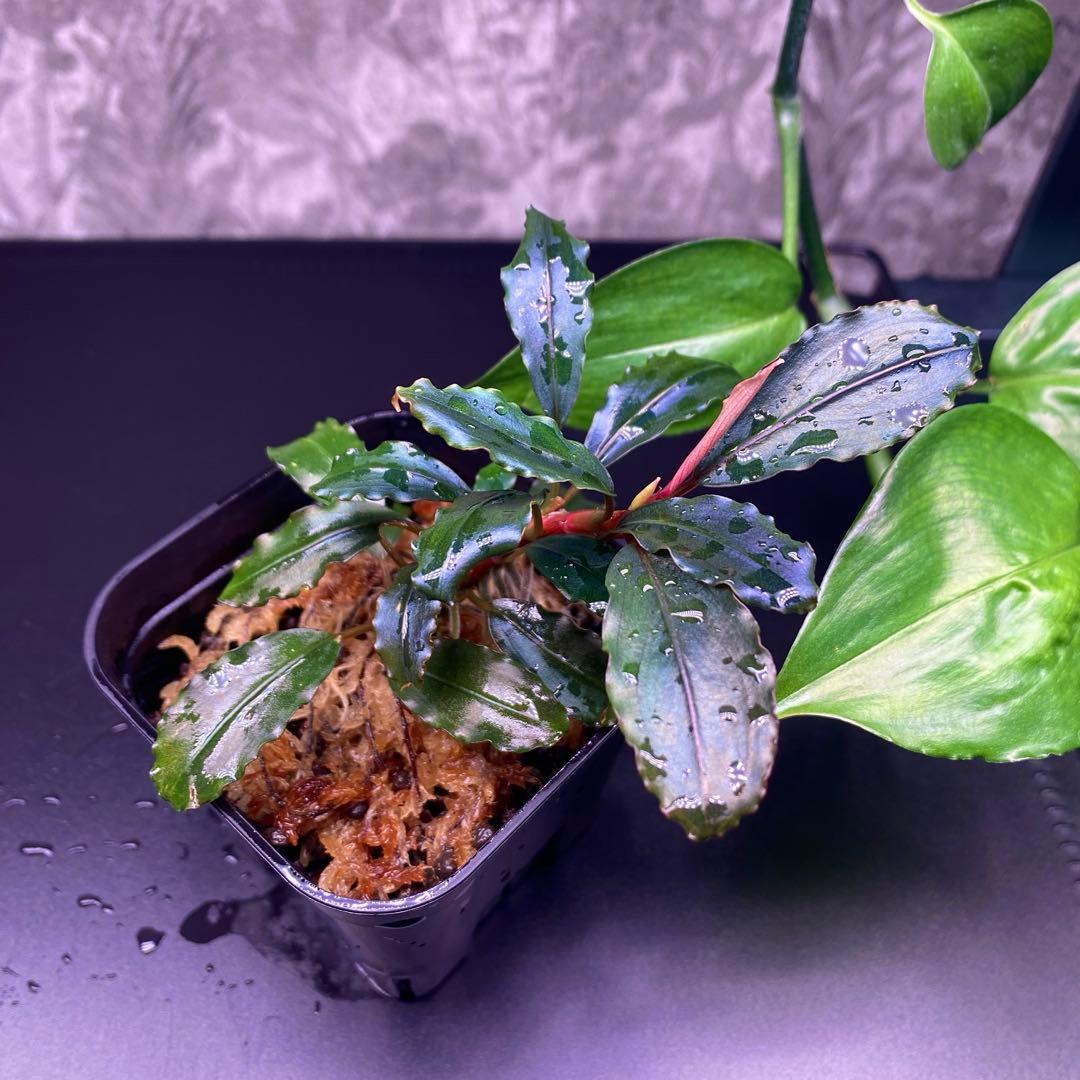 Buce sp. “Galaxy llic midnight blue”