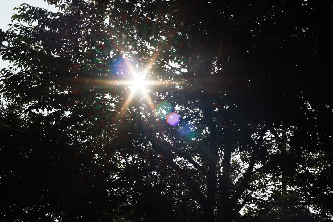 【極美品】Carl Zeiss Planar 50mm F1.4 AEJ 188