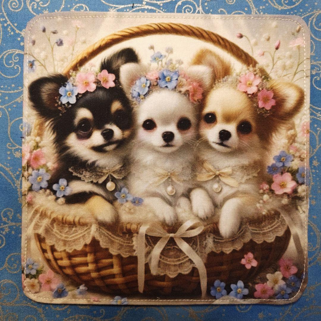 ご確認用　あしべ☆　ハンカチ　ねこちゃん　チワワ柄　21枚