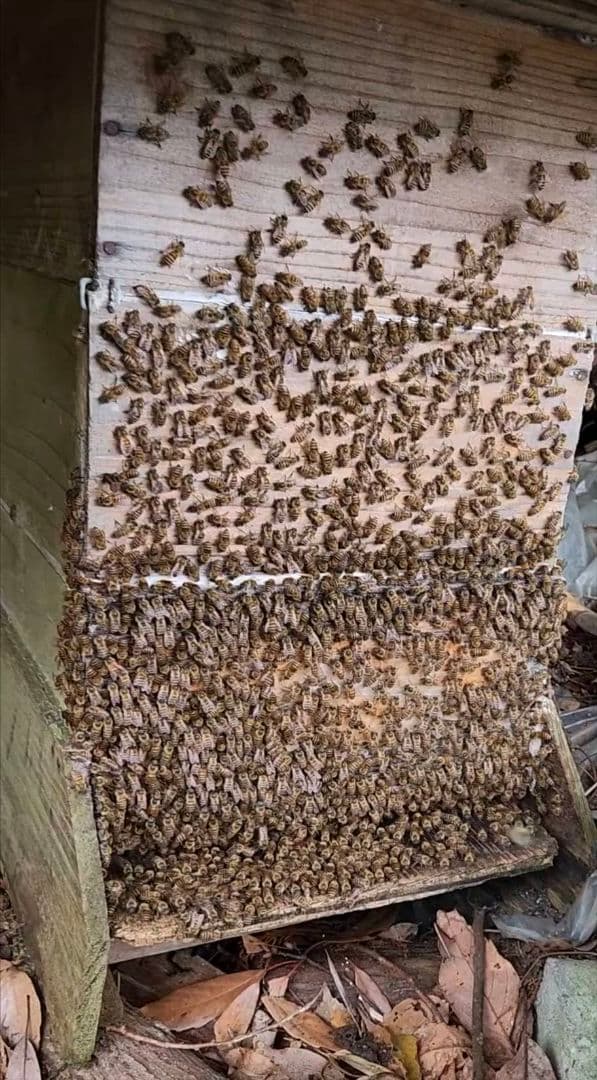 ニホンミツバチの蜂蜜 wp.jumbo.100kg