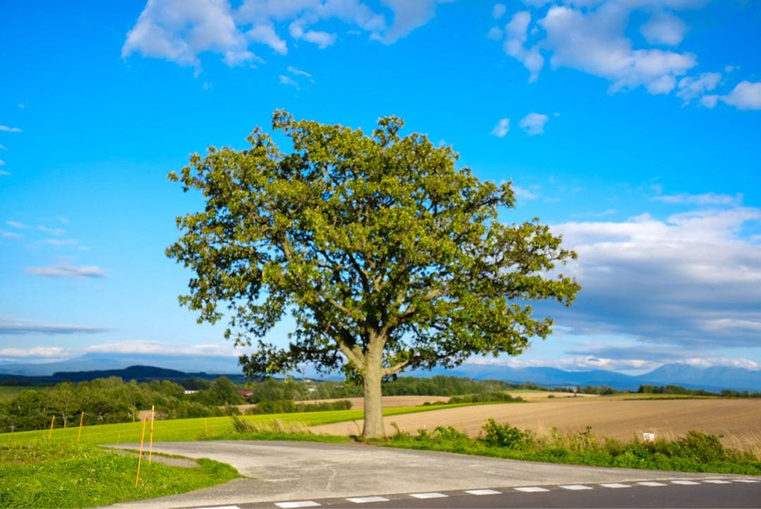 超美品! TAMRON 超広角 11-20mm F/2.8 SONY Eマウント