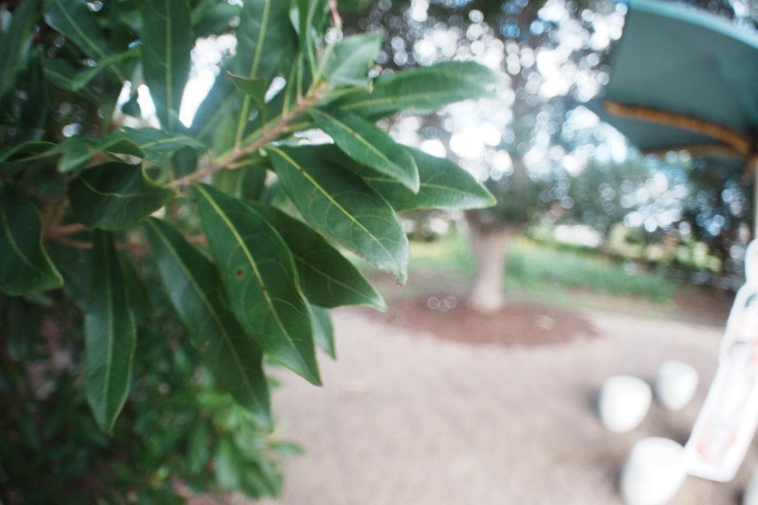 【訳あり】Fish-eye takumar 17mm F4 魚眼レンズ