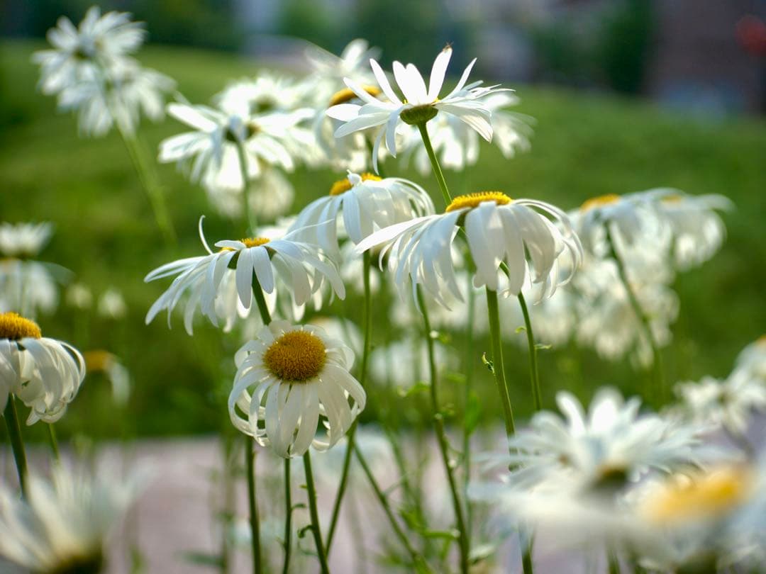 @フジ　FUJINON 45mm f1.9 銘レンズ　和製ズミクロン⁉️