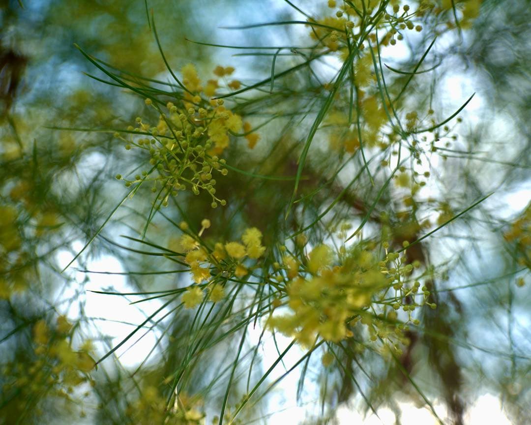 @フジ　FUJINON 45mm f1.9 銘レンズ　和製ズミクロン⁉️