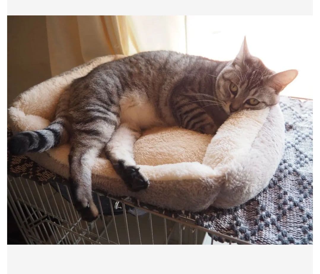 OLYMPUS OM-D MarkⅢミラーレス予備バッテリー望遠レンズ付き