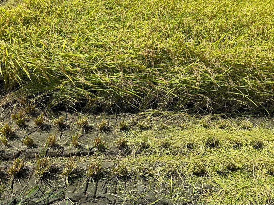 令和7年新米!!高知産コシヒカリ玄米30kg☆彡