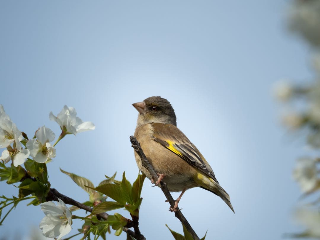 レンズ(ズーム) M.ZUIKO DIGITAL ED 75-300mm F4.8-6.7 II