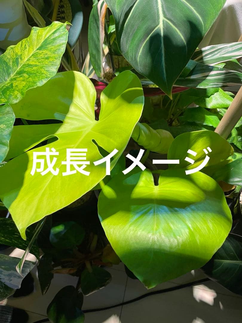 モンステライエロームーン 4号