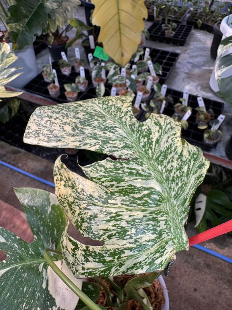 あ*け様 1モンステラ　タイコンステレーション　スターライト