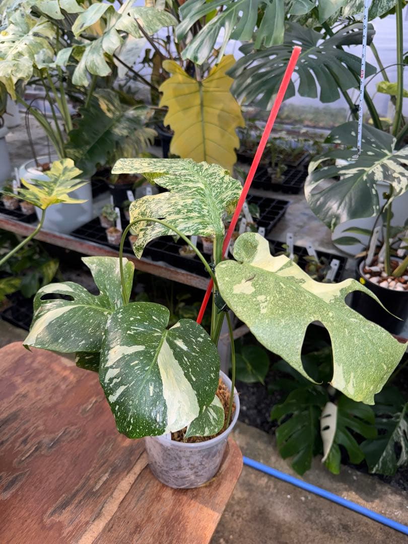 あ*け様 1モンステラ　タイコンステレーション　スターライト