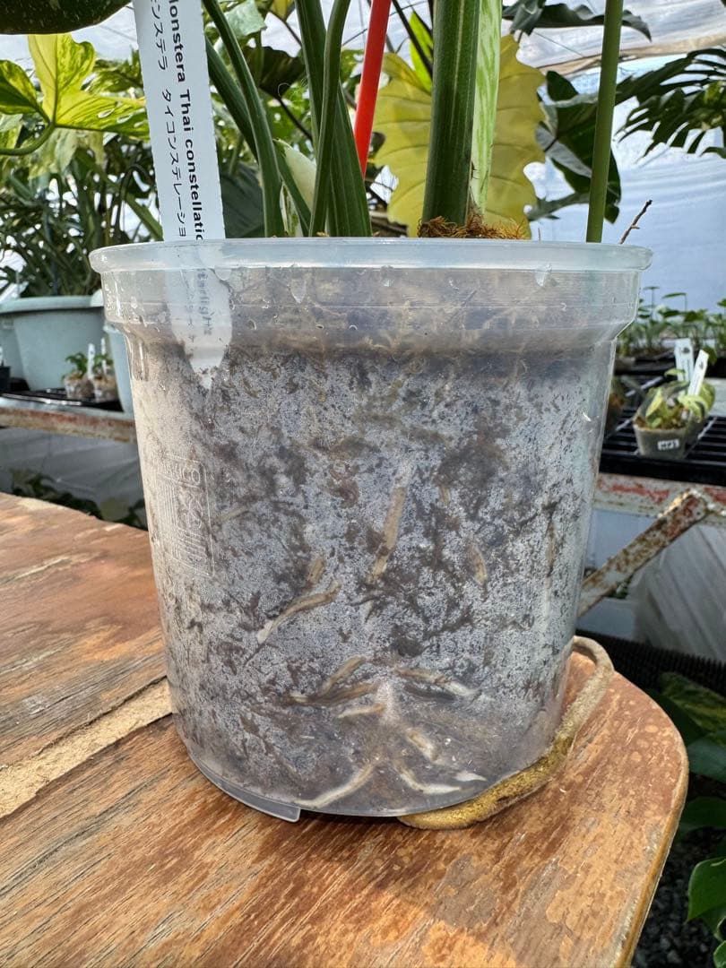 あ*け様 1モンステラ　タイコンステレーション　スターライト