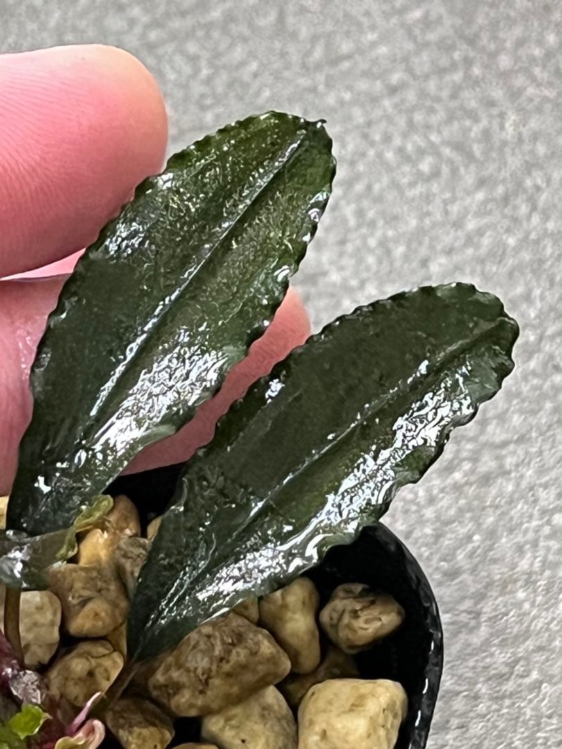 Bucephalandra sp. \"Tricolor Red\" 【水の国】