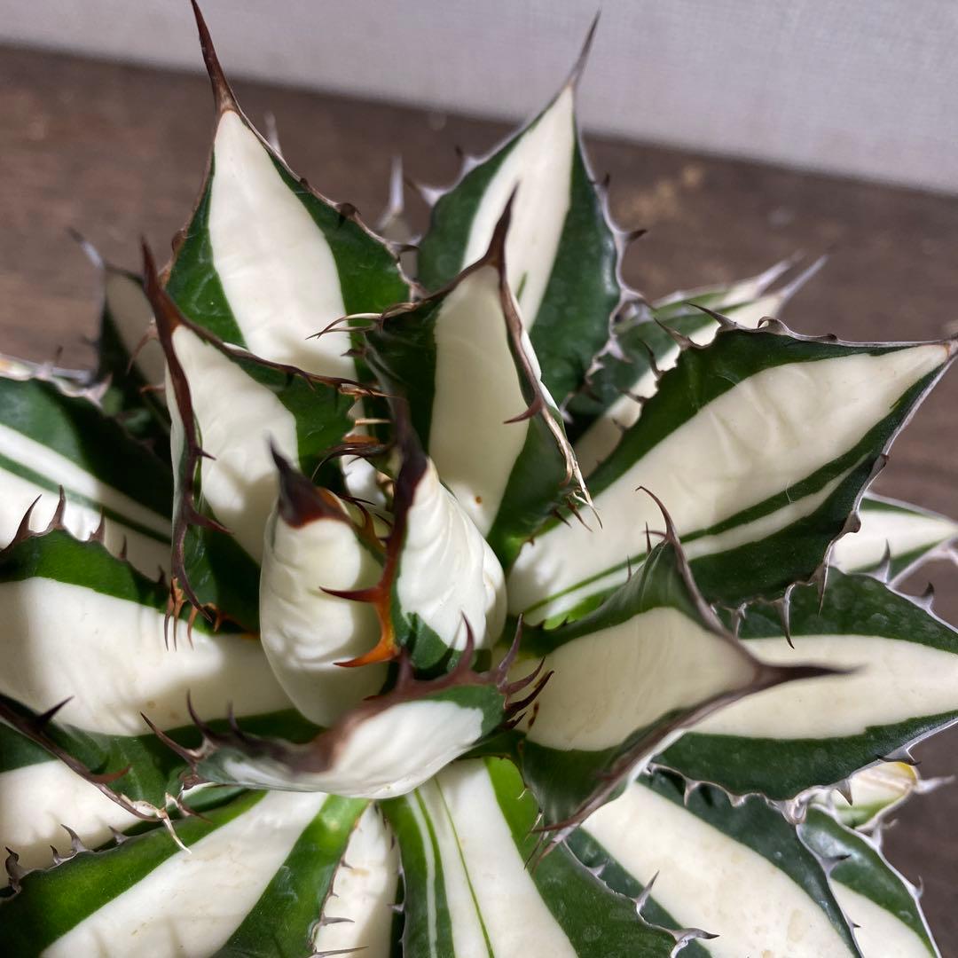 アガベ　ホリダ白中斑入　極上ラスト