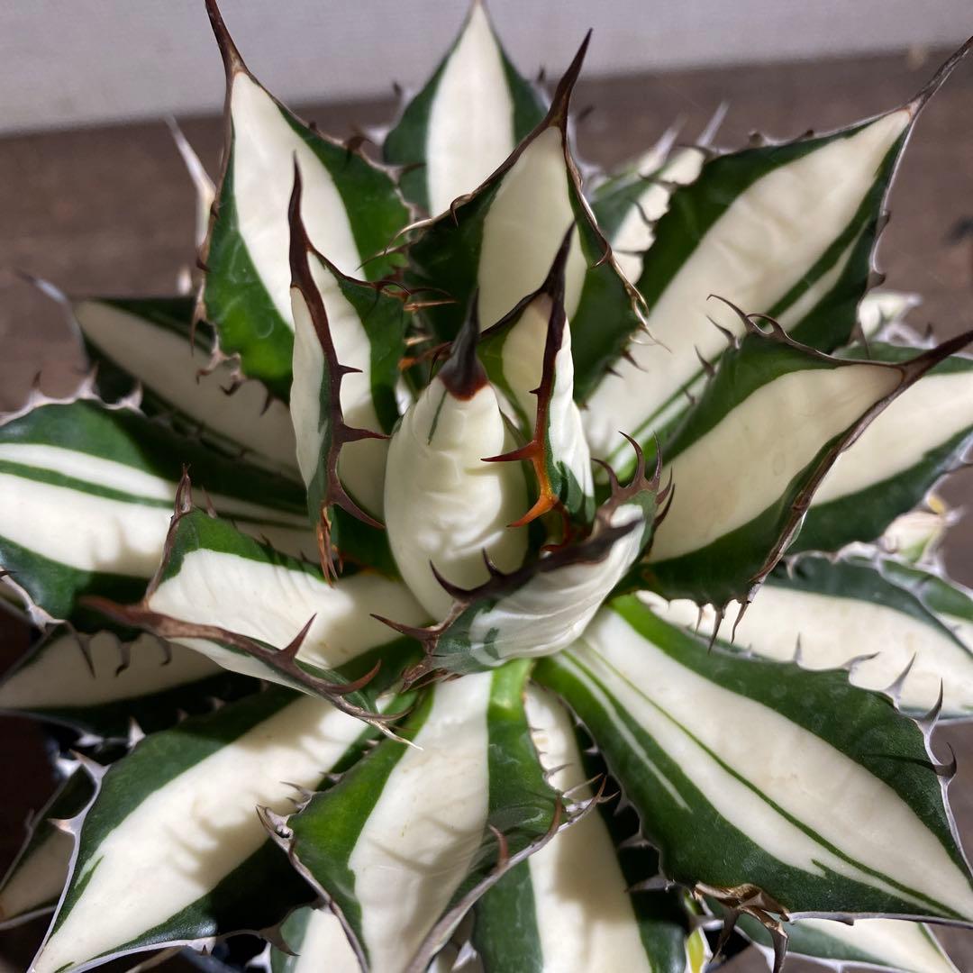 アガベ　ホリダ白中斑入　極上ラスト