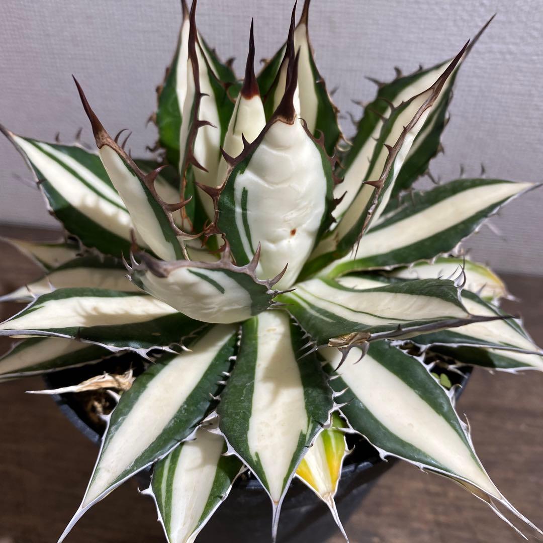 アガベ　ホリダ白中斑入　極上ラスト