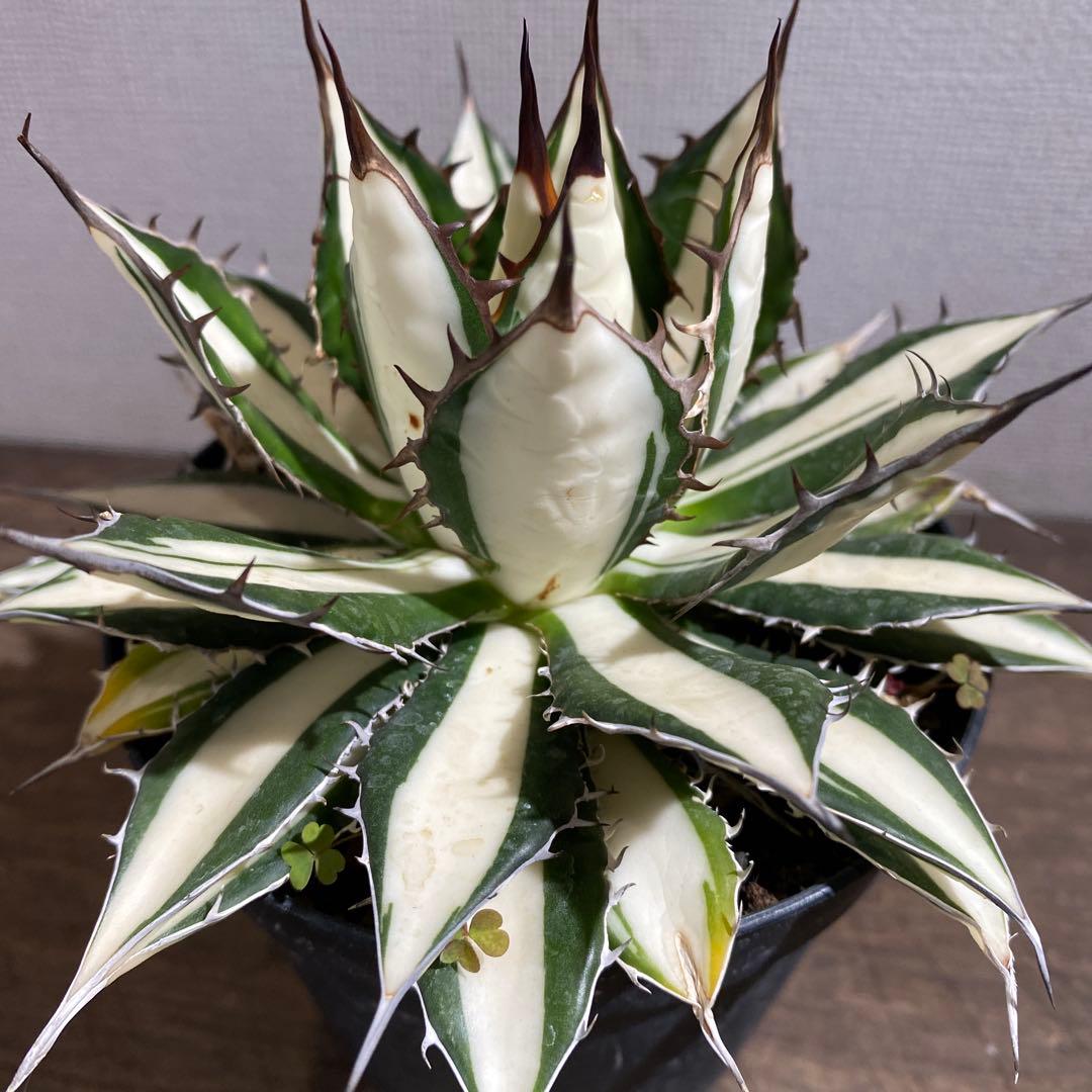 アガベ　ホリダ白中斑入　極上ラスト