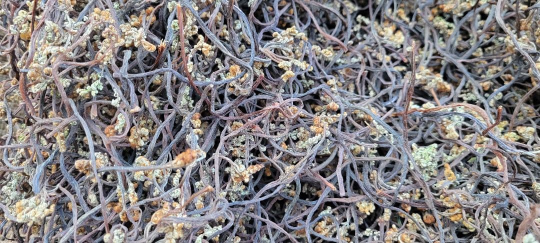 令和7年度　岩手県産乾燥わらび　1キロ