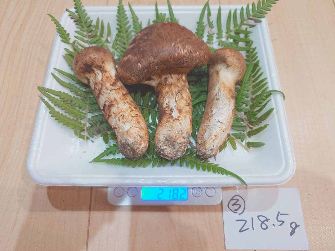 岩手県岩泉産　松茸（天然物） 218g③