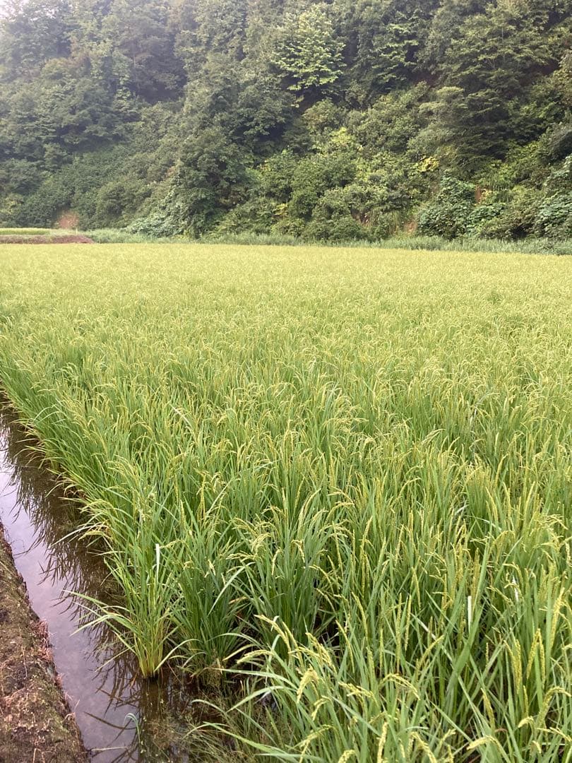 令和7年魚沼産コシヒカリ 精米10kg