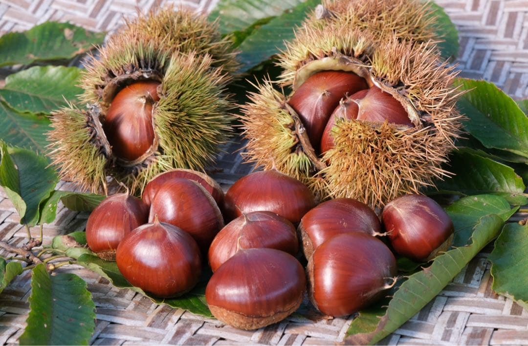 【ペガサスさま　専用】ばあばが育てた完熟新高梨12個＋完熟栗2キロ　セット