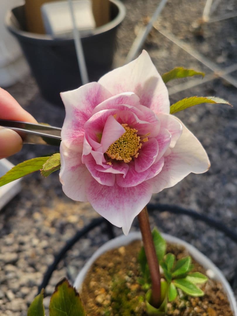 クリスマスローズ　グラデーションピンク　タブル