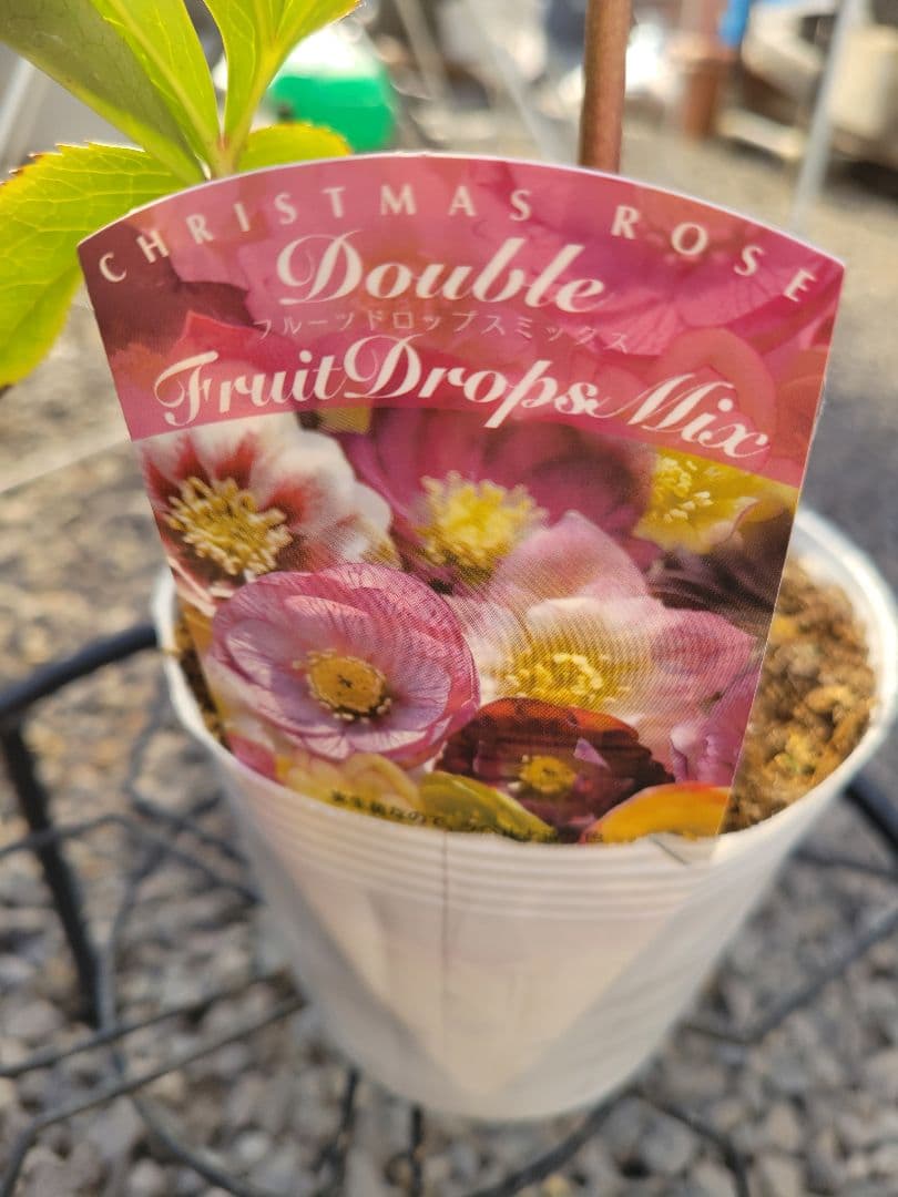 クリスマスローズ　グラデーションピンク　タブル