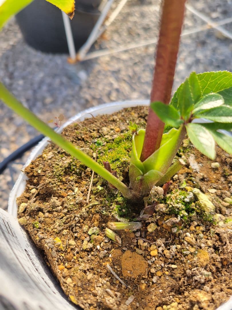 クリスマスローズ　グラデーションピンク　タブル