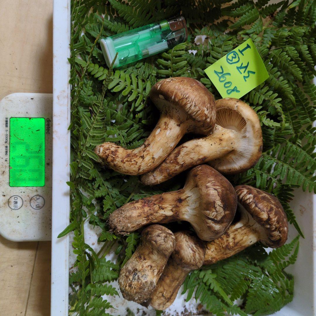 本日最終　和歌山松茸　新鮮朝市　込み込み　260㌘