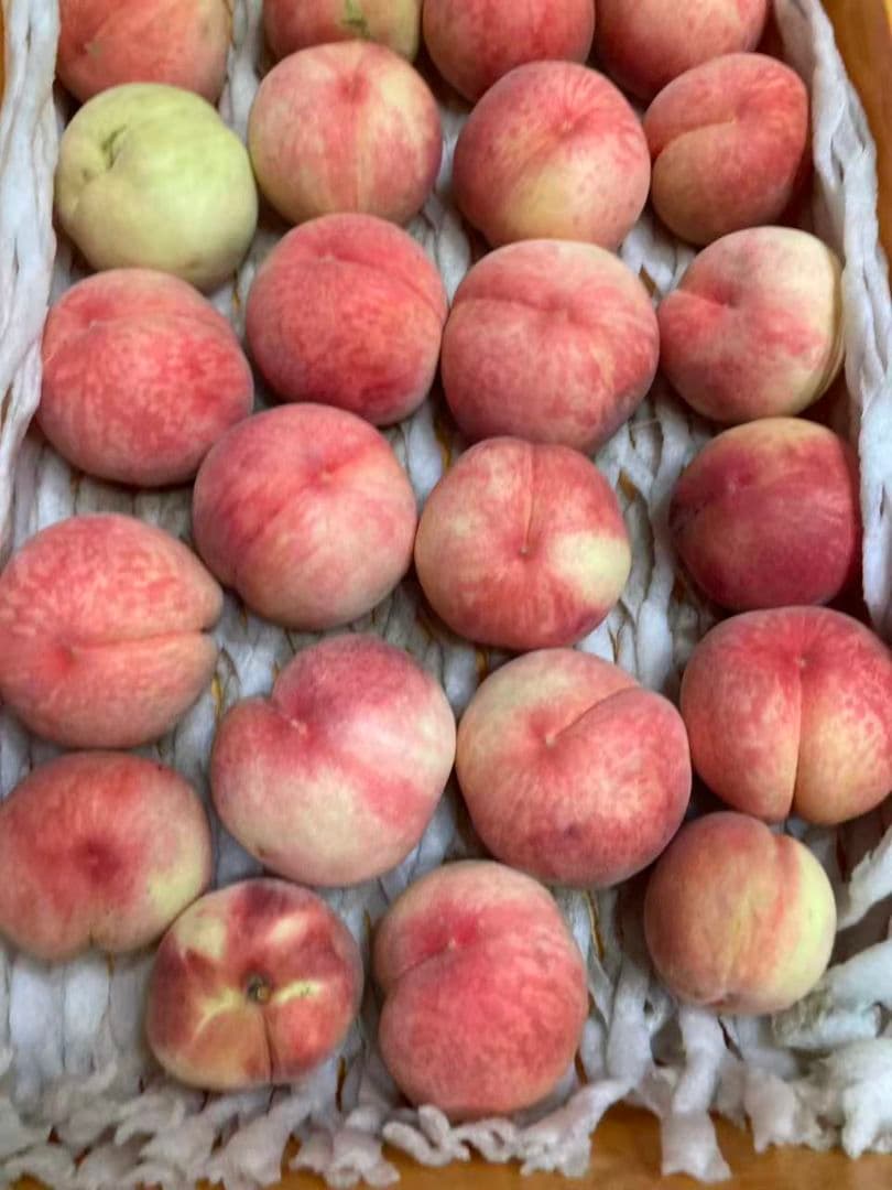 89早勝ち福島産朝採り完熟硬め桃箱込み10kg訳あり家庭用甘くて美味しい常温便