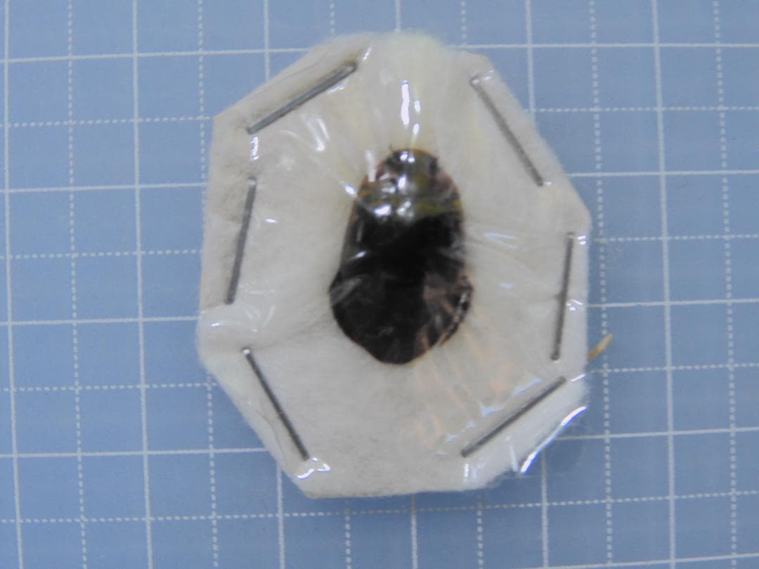 タイ産　ゲンゴロウセット　13-16mm