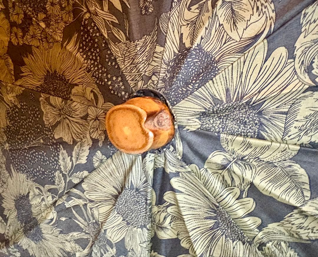 ◆希少美品♡Traditional Weatherwearリバティ晴雨兼用折畳傘