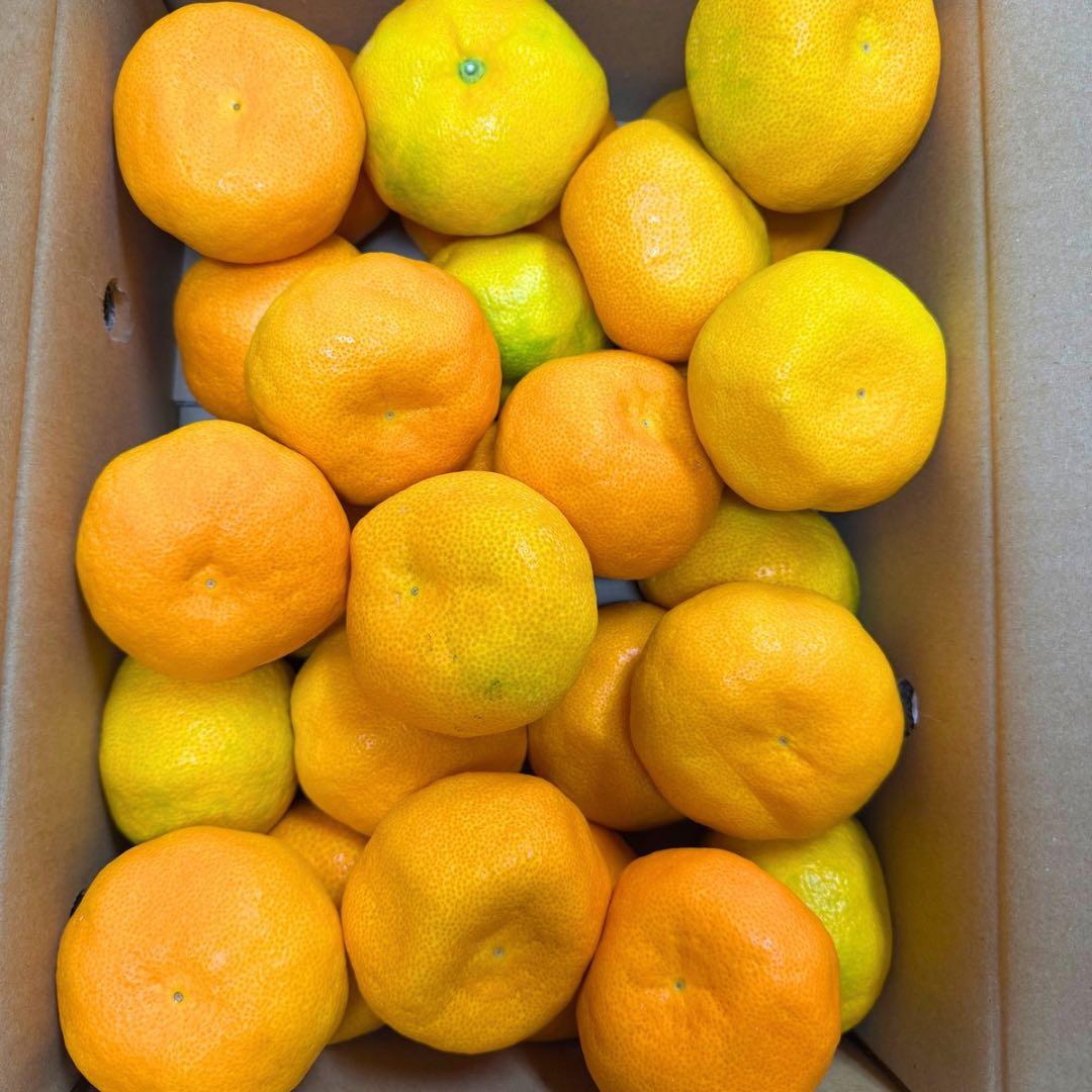 山北みかん　柑橘　5kg 02