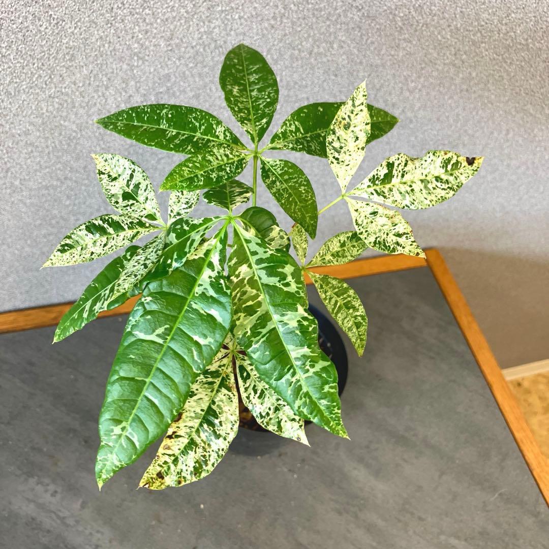 超希少❗️国産❗️パキラ　ミルキーウェイ　実生✨