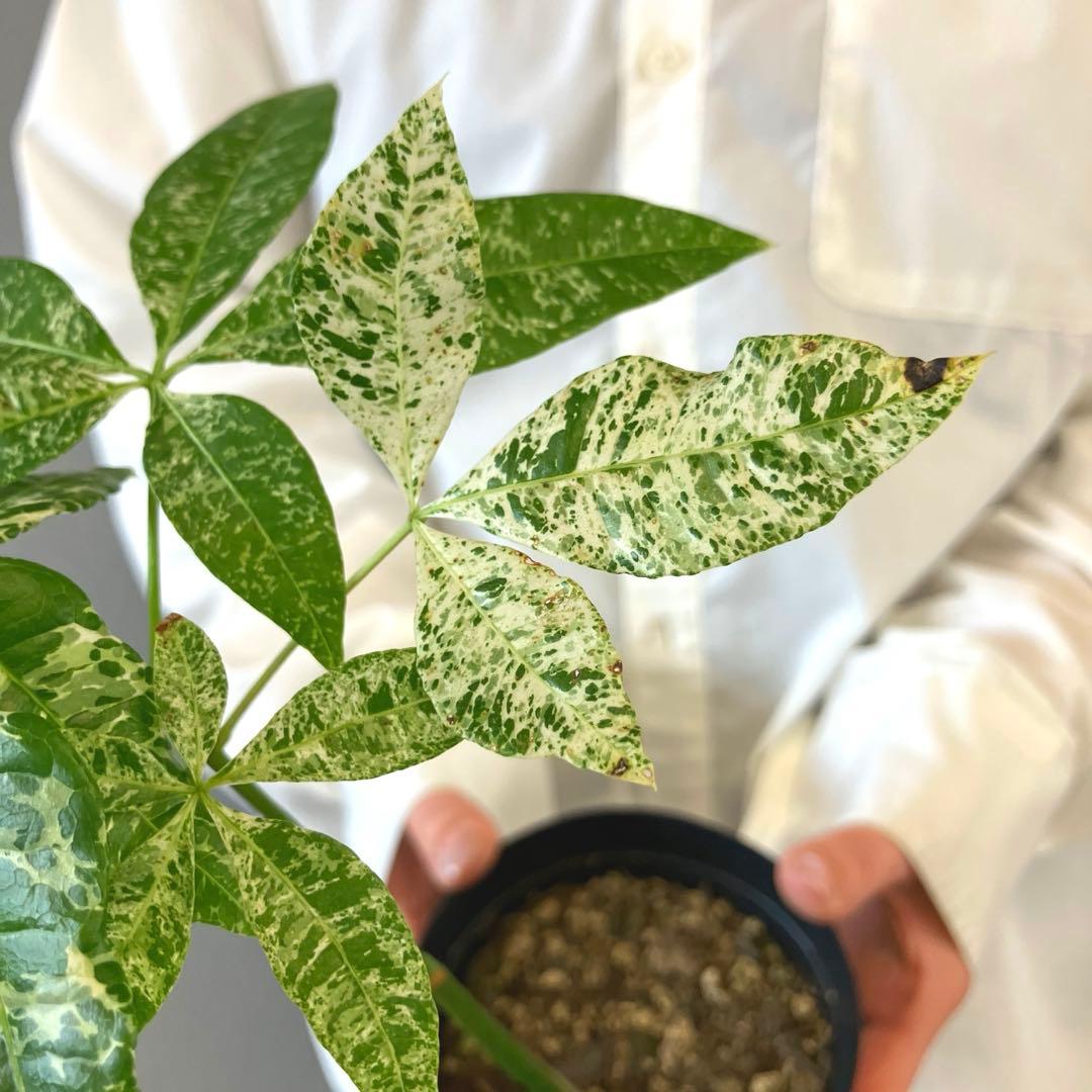 超希少❗️国産❗️パキラ　ミルキーウェイ　実生✨