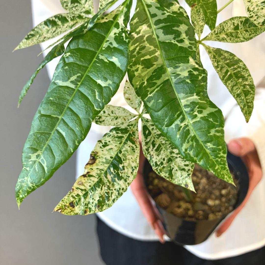 超希少❗️国産❗️パキラ　ミルキーウェイ　実生✨