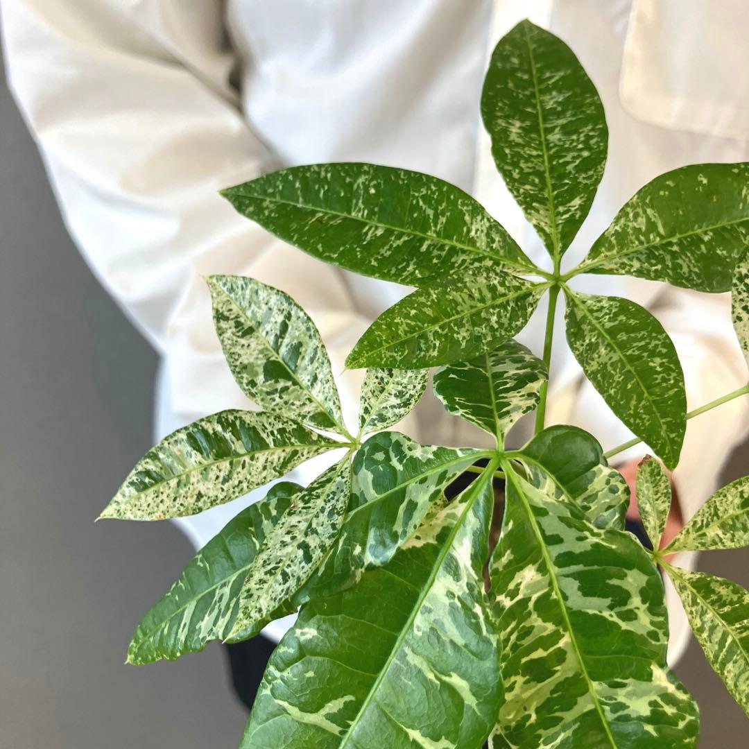 超希少❗️国産❗️パキラ　ミルキーウェイ　実生✨