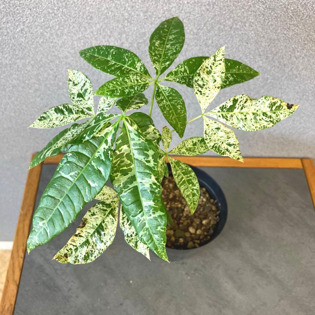 超希少❗️国産❗️パキラ　ミルキーウェイ　実生✨