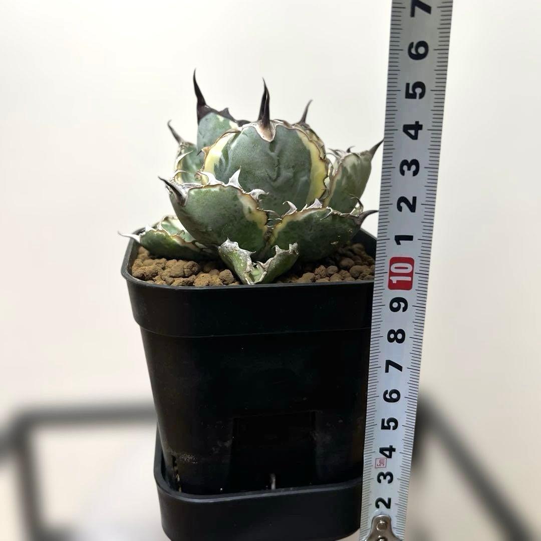 アガベ 鉢植発送 ＢＢ錦 斑入り 極上血統 希少株 スペシャル個体 超特選株