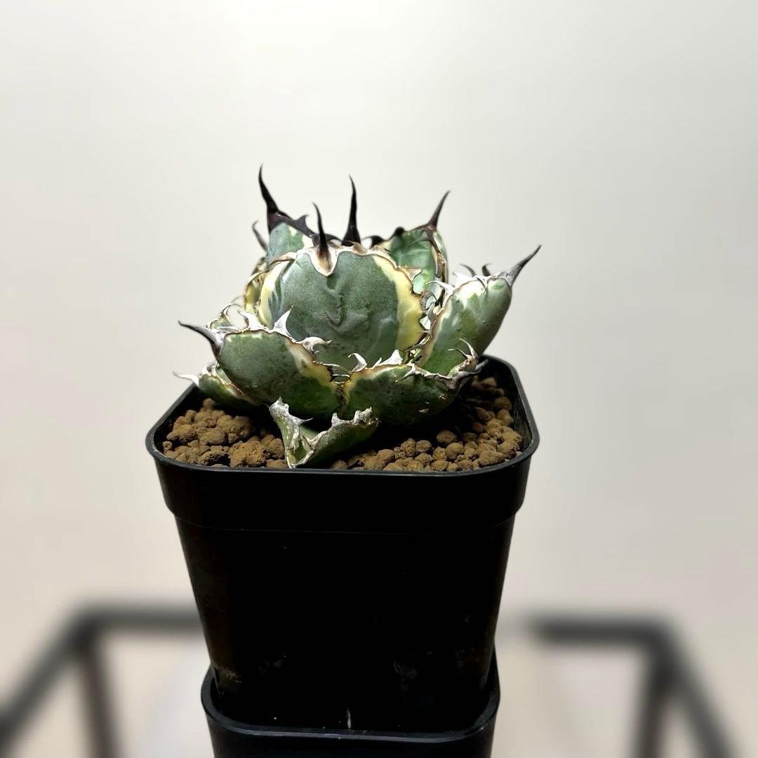 アガベ 鉢植発送 ＢＢ錦 斑入り 極上血統 希少株 スペシャル個体 超特選株