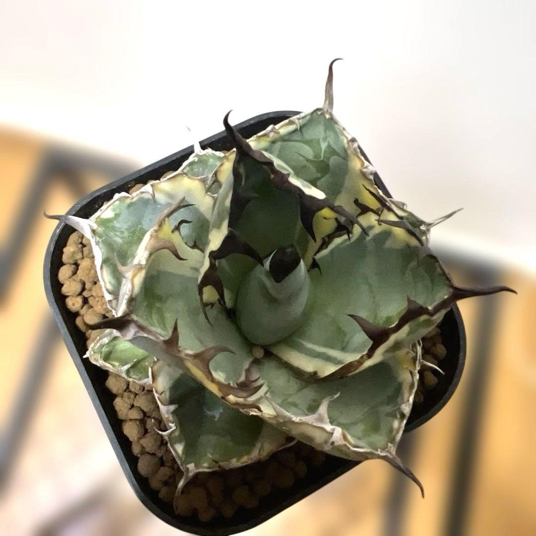 アガベ 鉢植発送 ＢＢ錦 斑入り 極上血統 希少株 スペシャル個体 超特選株