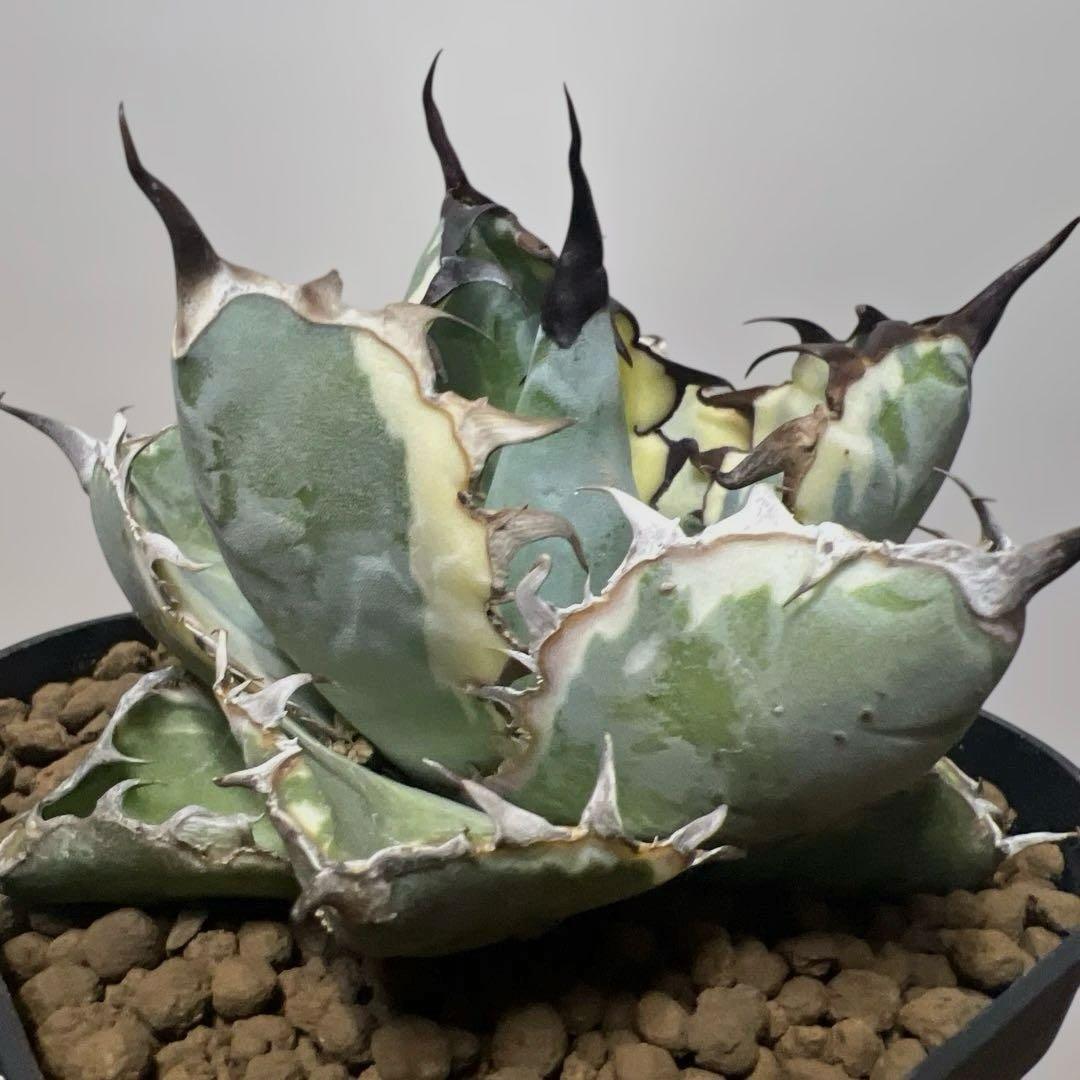 アガベ 鉢植発送 ＢＢ錦 斑入り 極上血統 希少株 スペシャル個体 超特選株