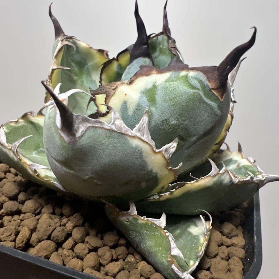 アガベ 鉢植発送 ＢＢ錦 斑入り 極上血統 希少株 スペシャル個体 超特選株