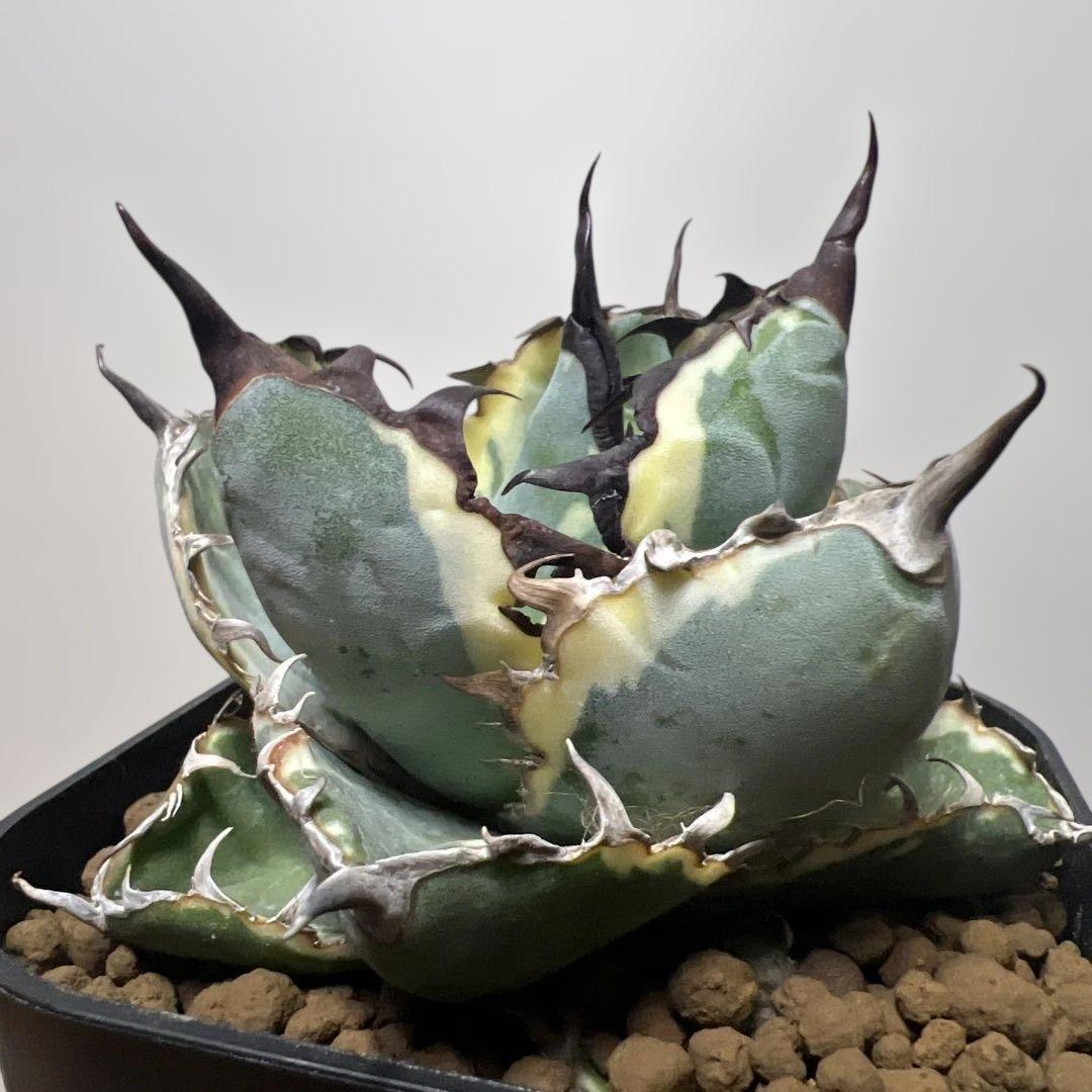 アガベ 鉢植発送 ＢＢ錦 斑入り 極上血統 希少株 スペシャル個体 超特選株