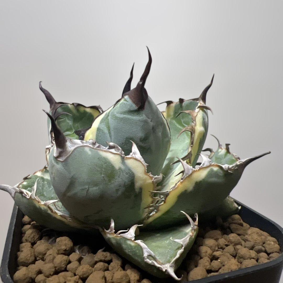 アガベ 鉢植発送 ＢＢ錦 斑入り 極上血統 希少株 スペシャル個体 超特選株