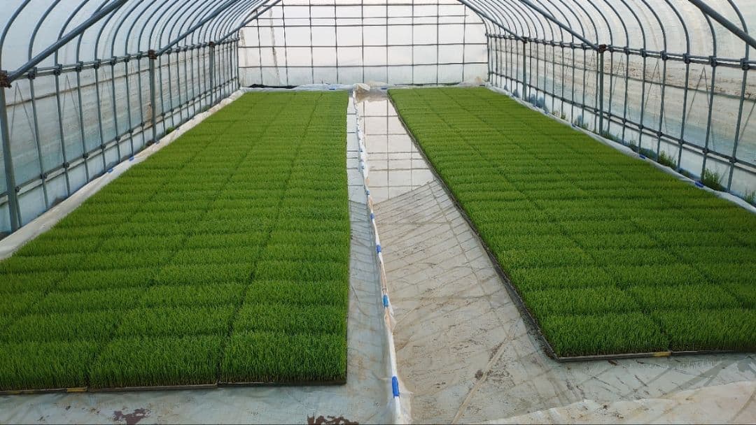 農家直送！新潟コシヒカリ玄米20kg