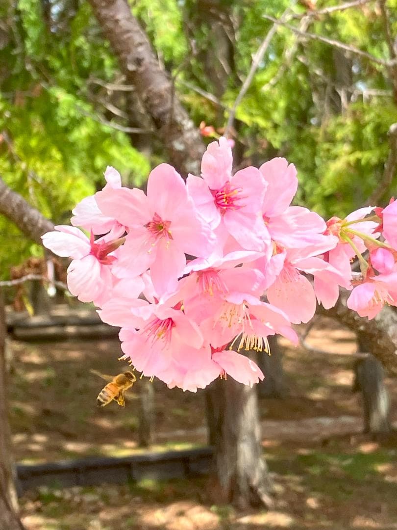 Fika 23　【令7新蜜】国産蜂蜜 百花蜜 1000g 2本