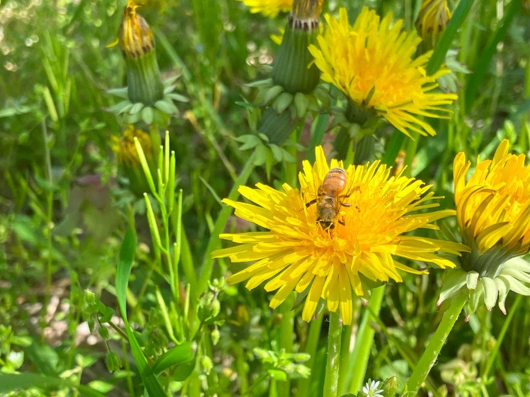 Fika 23　【令7新蜜】国産蜂蜜 百花蜜 1000g 2本
