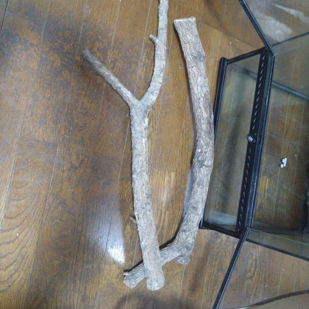 中型ガラス温室・ショーケース